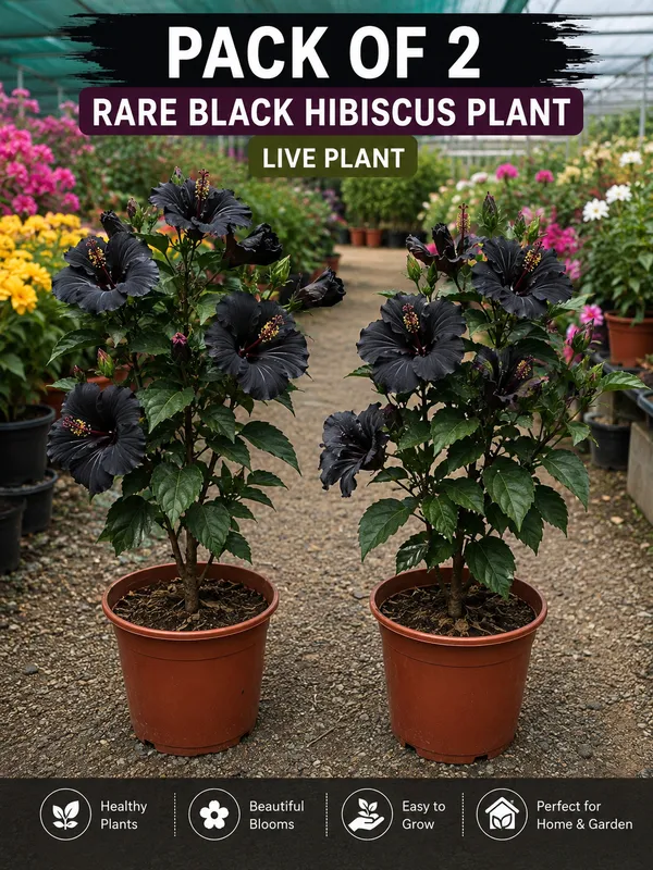 Rare_Black_Hibiscus_Plant_Hybrid_|_PACK_OF_2
