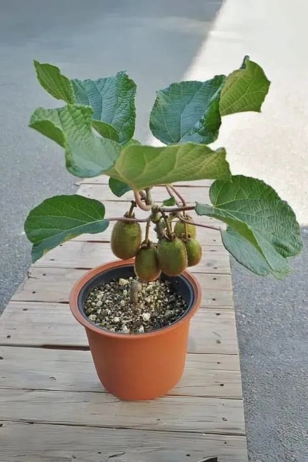 Rare_Kiwi_Fruit_Plant_|_Grafted_&_Hybrid_Plant_(Pack_Of_1)