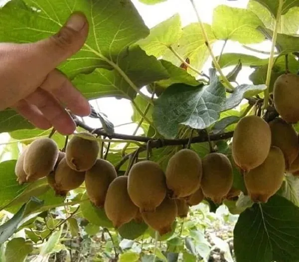 Rare_Kiwi_Fruit_Plant_|_Grafted_&_Hybrid_Plant_(Pack_Of_1)