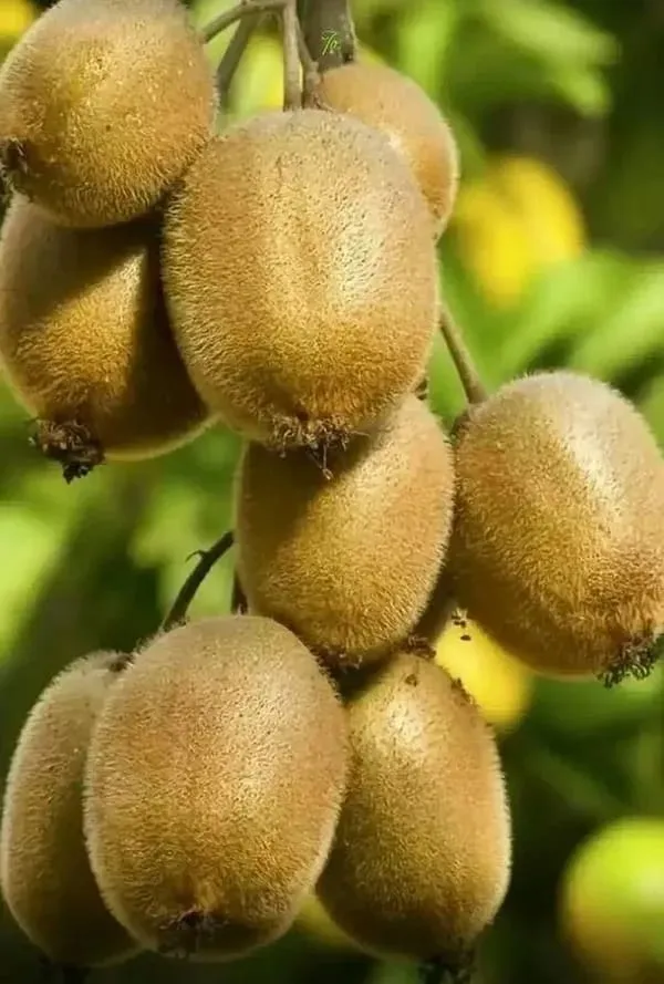 Rare_Kiwi_Fruit_Plant_|_Grafted_&_Hybrid_Plant_(Pack_Of_1)