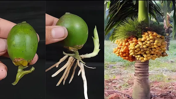 Short_Time_Betel_Nut_Live_Plant