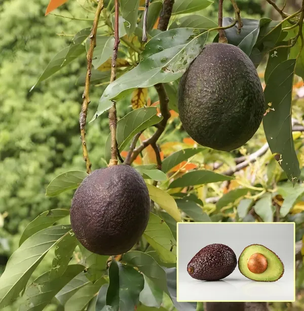 Avocado_Hass_Plant_|_Grafted_and_Hybrid_Plants