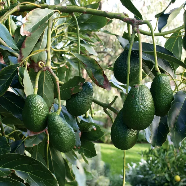 Avocado_Hass_Plant_|_Grafted_and_Hybrid_Plants