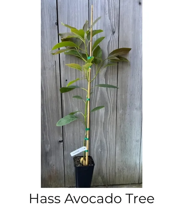 Avocado_Hass_Plant_|_Grafted_and_Hybrid_Plants