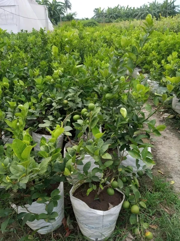 All_time_Kolkata_Pati_Lemon_|_Grafted_and_Hybrid_Plants