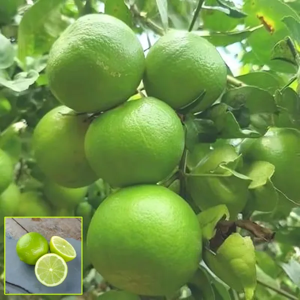 All_time_Kolkata_Pati_Lemon_|_Grafted_and_Hybrid_Plants