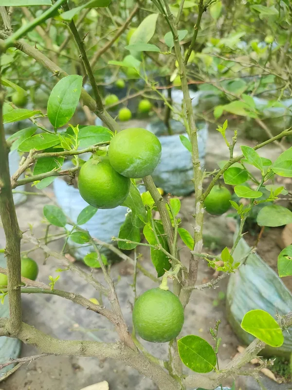 All_time_Kolkata_Pati_Lemon_|_Grafted_and_Hybrid_Plants