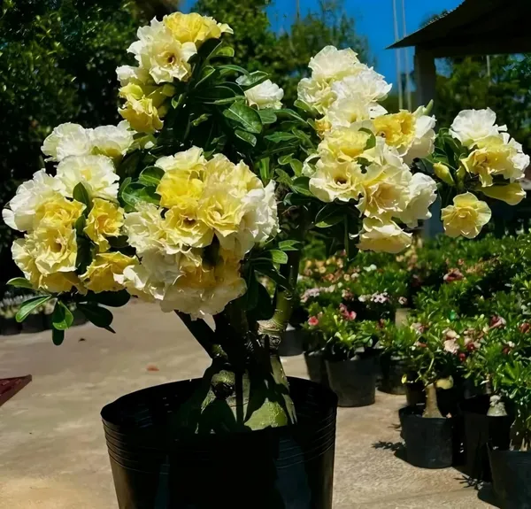 Yellow_Rosey_Adenium