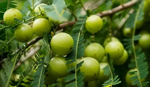 Green_Amla_Thai_|_Grafted_and_Hybrid_Plant
