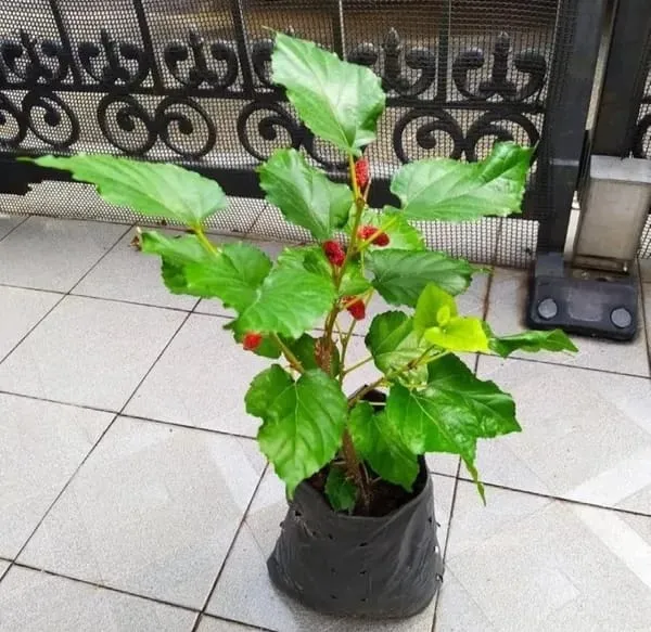 Kanva_2_Mulberry_|_Grafted_And_Hybrid_Plants