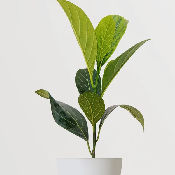 Red_Jackfruit_Plant_|_Grafted_and_Hybrid_Plants