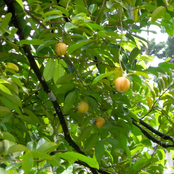 Jaifal_Live_Plant_(Nutmeg)
