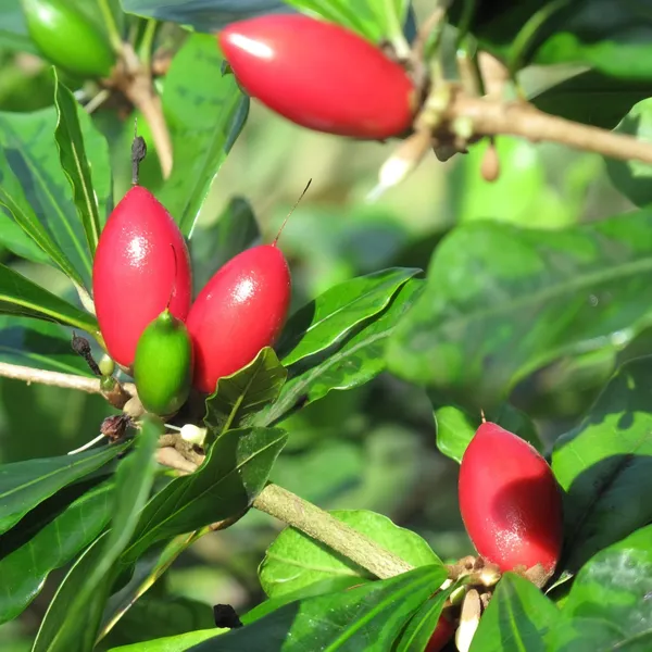 Miracle_Berry_cherry_|_Grafted_and_Hybrid_Plants