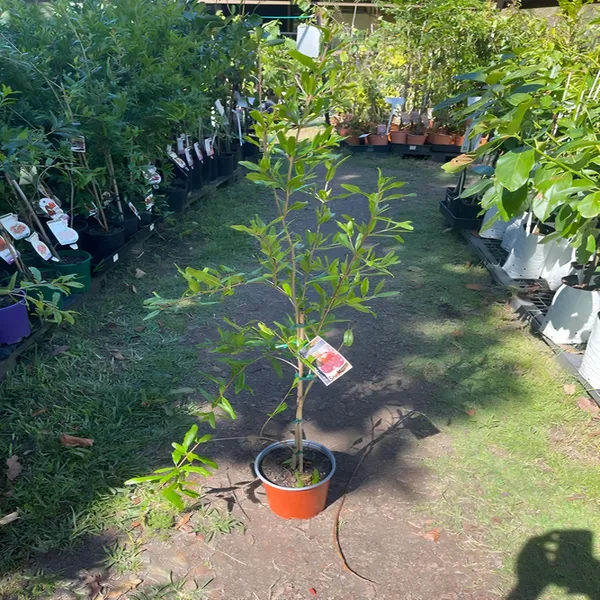 Maexican_Gaint_All_Time_Anar_Plant