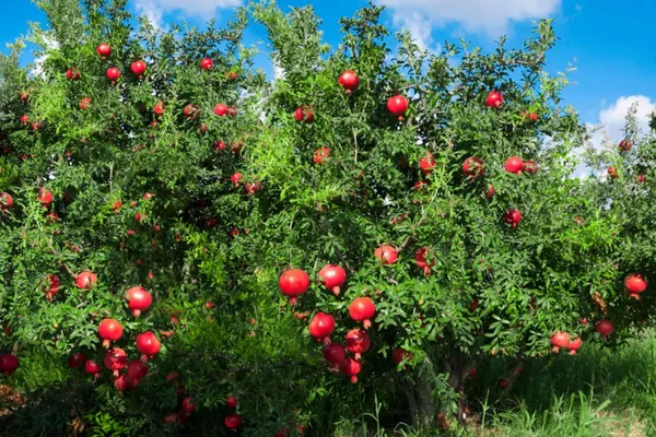 Maexican_Gaint_All_Time_Anar_Plant