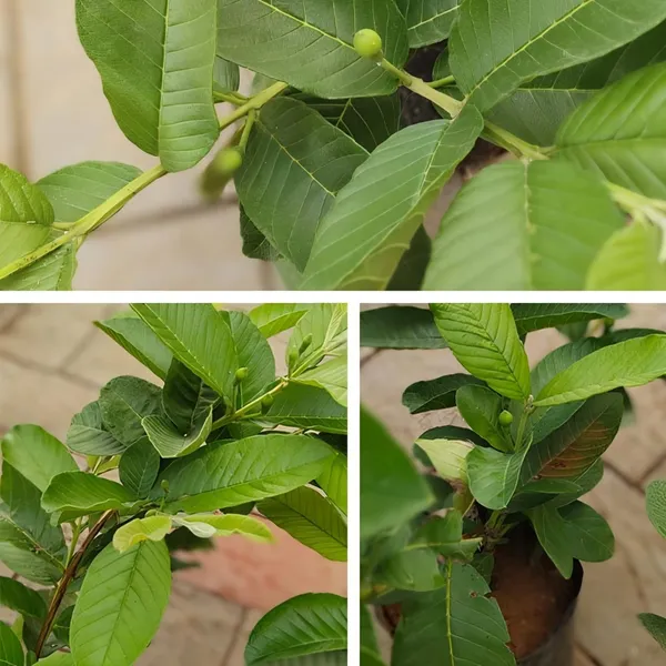 Taiwan_Pink_Guava_Plant_|_Grafted_and_Hybrid_Plants