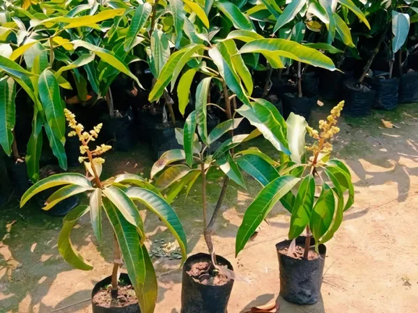 Sidur_Kouta_Mango_|_Grafted_and_Hybrid_Plants