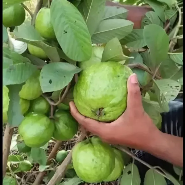 Thai_5_Guava_Plant_|_Grafted_and_Hybrid_Plants