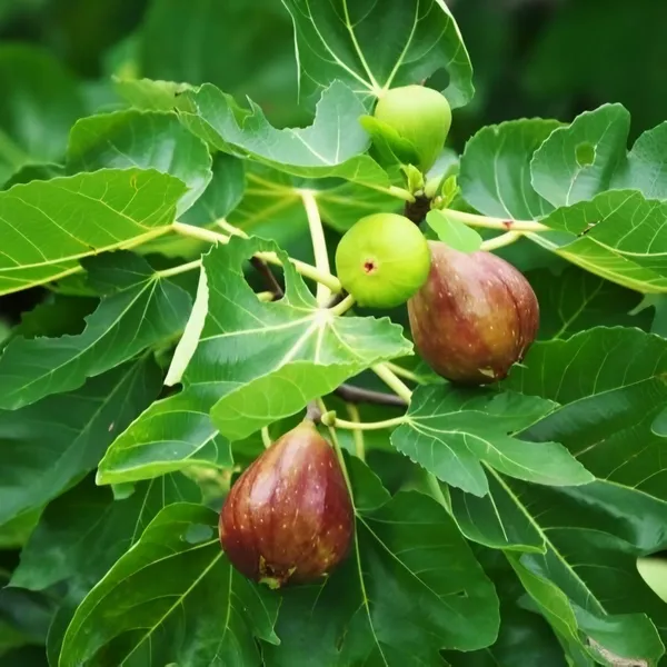Turkey_Fig_Live_Plant