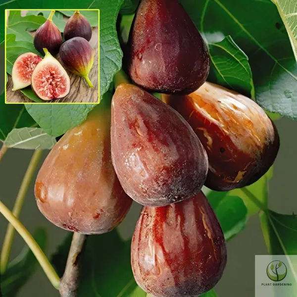 Turkey_Fig_Live_Plant