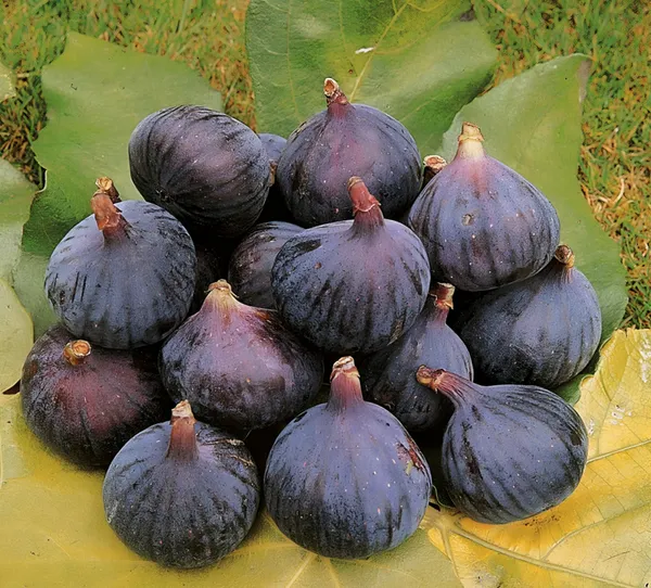Turkey_Fig_Live_Plant