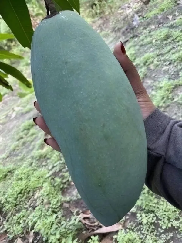 Brunei_King_Mango_Plant_|_Grafted_and_Hybrid_Plants