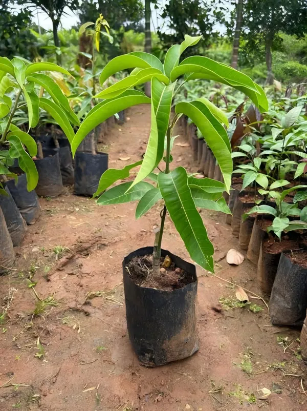 Brunei_King_Mango_Plant_|_Grafted_and_Hybrid_Plants