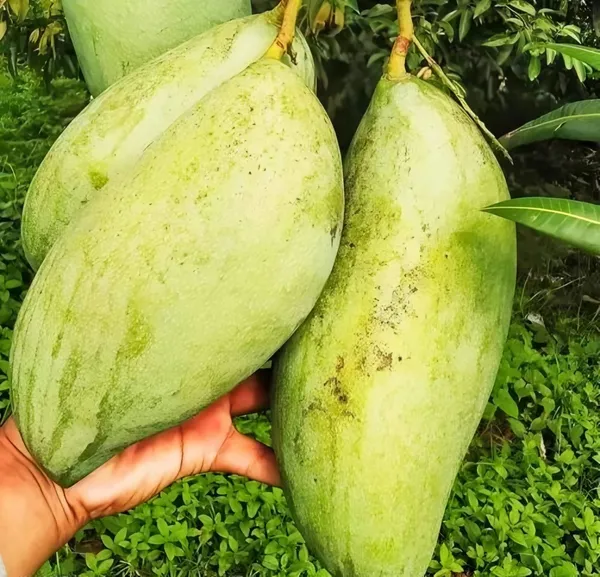 Brunei_King_Mango_Plant_|_Grafted_and_Hybrid_Plants