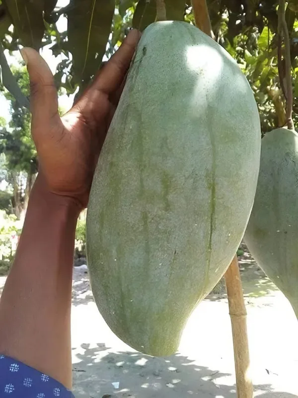 Brunei_King_Mango_Plant_|_Grafted_and_Hybrid_Plants
