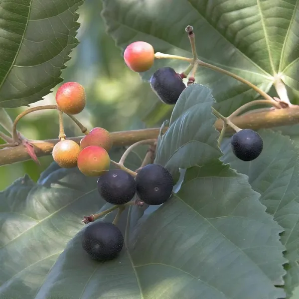 Falsa_Fruit_Plant_|_Grafted_and_Hybrid_Plants