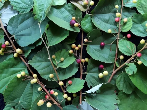 Falsa_Fruit_Plant_|_Grafted_and_Hybrid_Plants