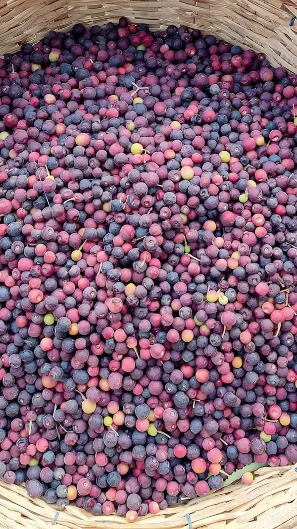 Falsa_Fruit_Plant_|_Grafted_and_Hybrid_Plants