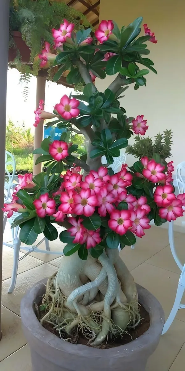 Hybrid_Adenium
