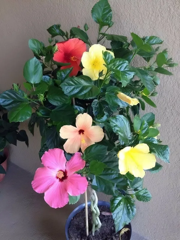 Ugaoo_Multicolor_Hibiscus_Live_Plant