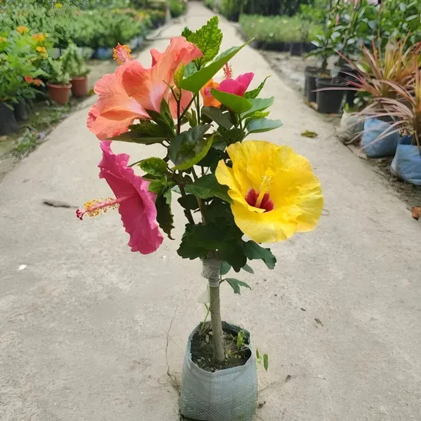 Ugaoo_Multicolor_Hibiscus_Live_Plant