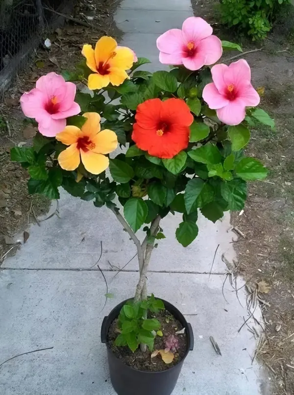 Ugaoo_Multicolor_Hibiscus_Live_Plant