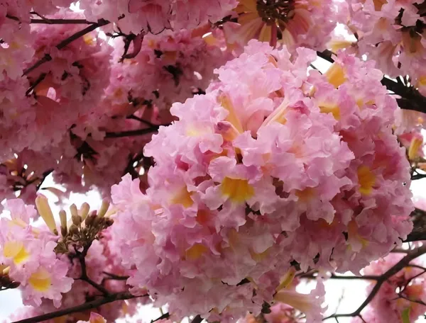Jacaranda_Pink