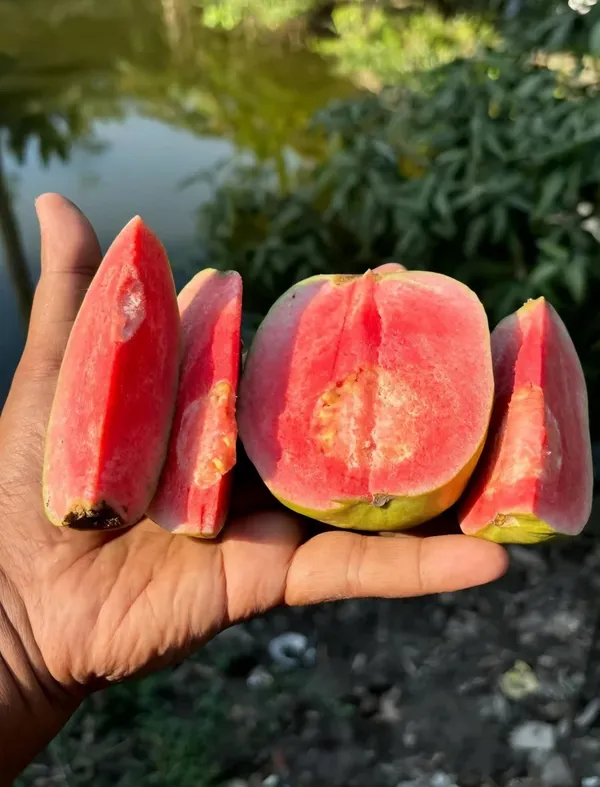 Madhuri_Guava