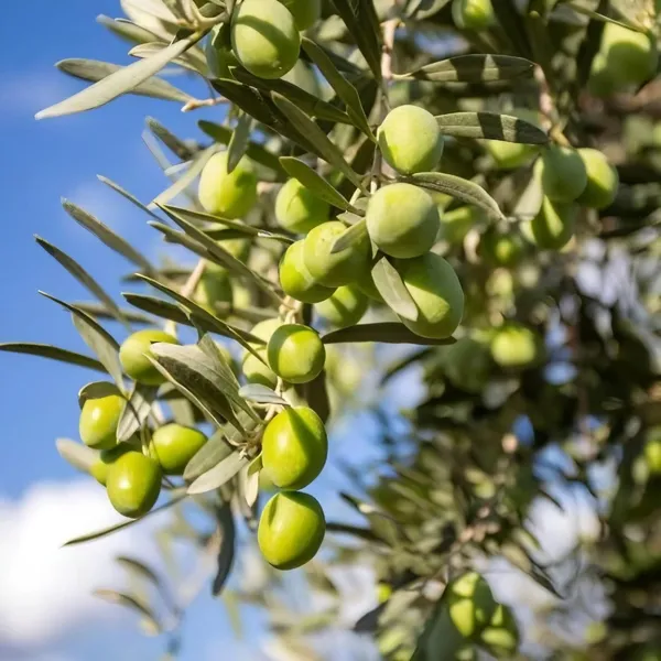 Sweet_Olive_Plant_|_Grafted_and_Hybrid_Plants