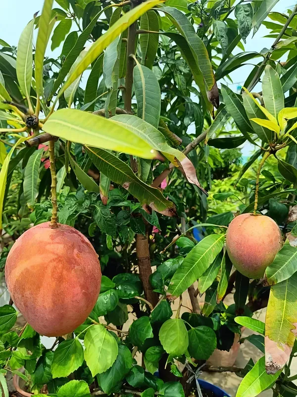 Pusa_Surya_Mango_|_Grafted_and_Hybrid_Plants