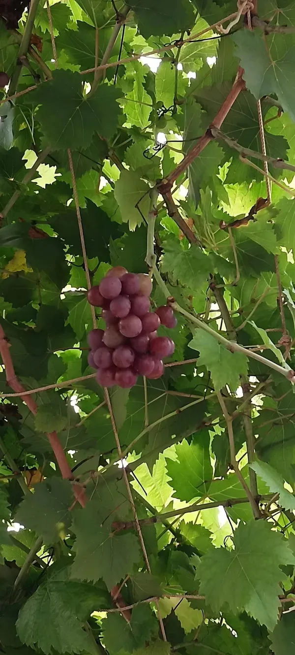 Sarad_Seedless_Grape_Plant_|_Grafted_and_Hybrid_Plant