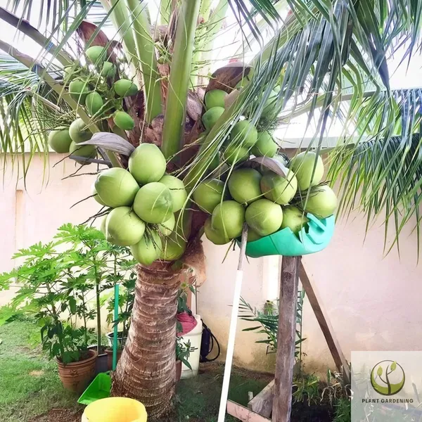 Vietnam_Coconut,Dwarf_|_Grafted_and_Hybrid_Plants