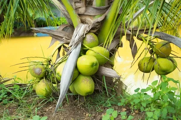 Vietnam_Coconut,Dwarf_|_Grafted_and_Hybrid_Plants