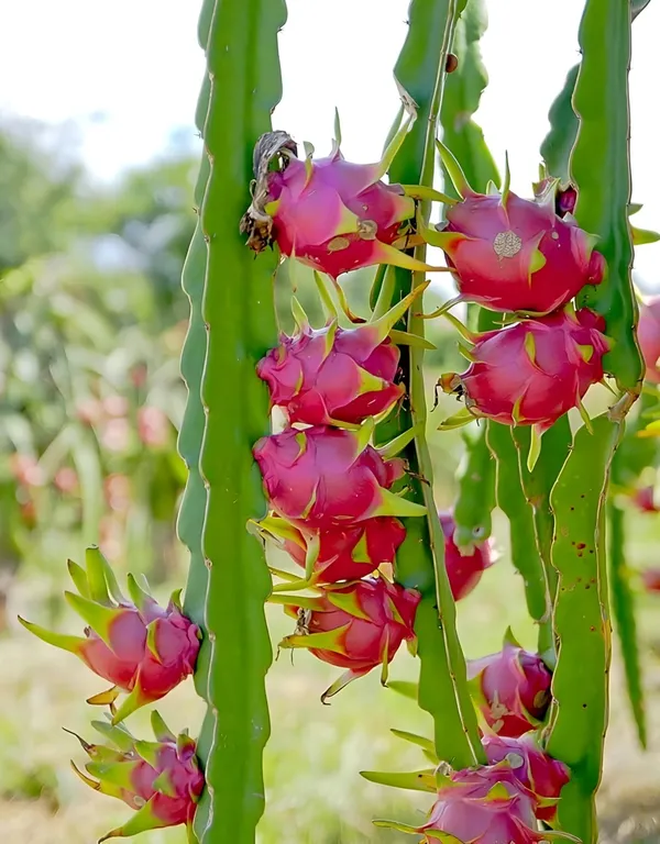 White_Dragon_Plant_|_Grafted_and_Hybrid_Plants