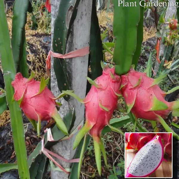 White_Dragon_Plant_|_Grafted_and_Hybrid_Plants
