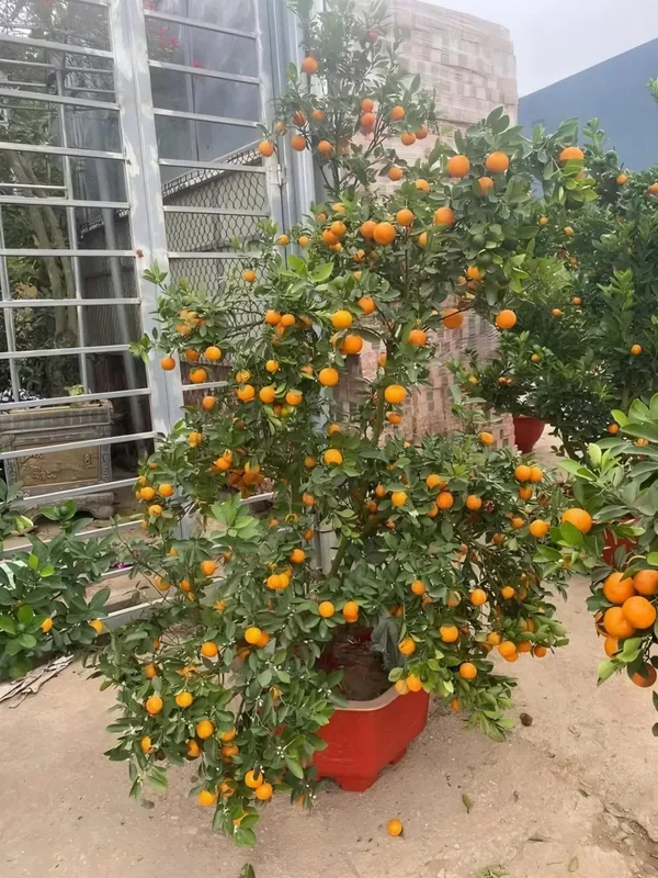 All_Time_Kamquat_Orange_Plant