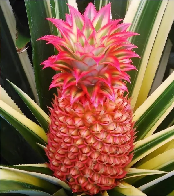 Red_Pineapple_Fruit_Plant