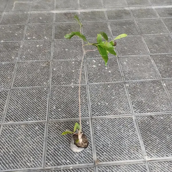 Thai_Black_Jamun_|_Grafted_and_Hybrid_Plants