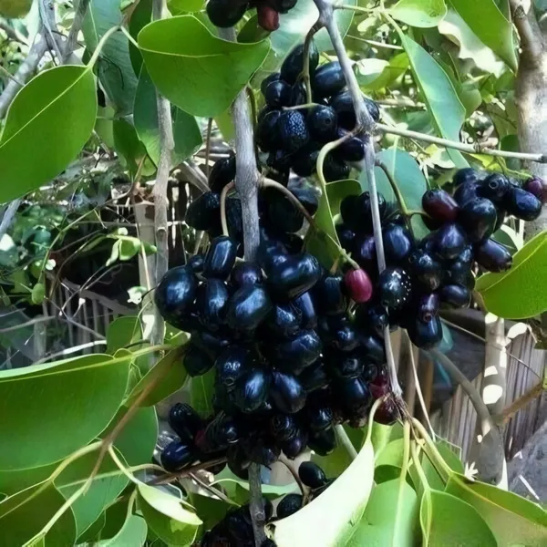 Thai_Black_Jamun_|_Grafted_and_Hybrid_Plants