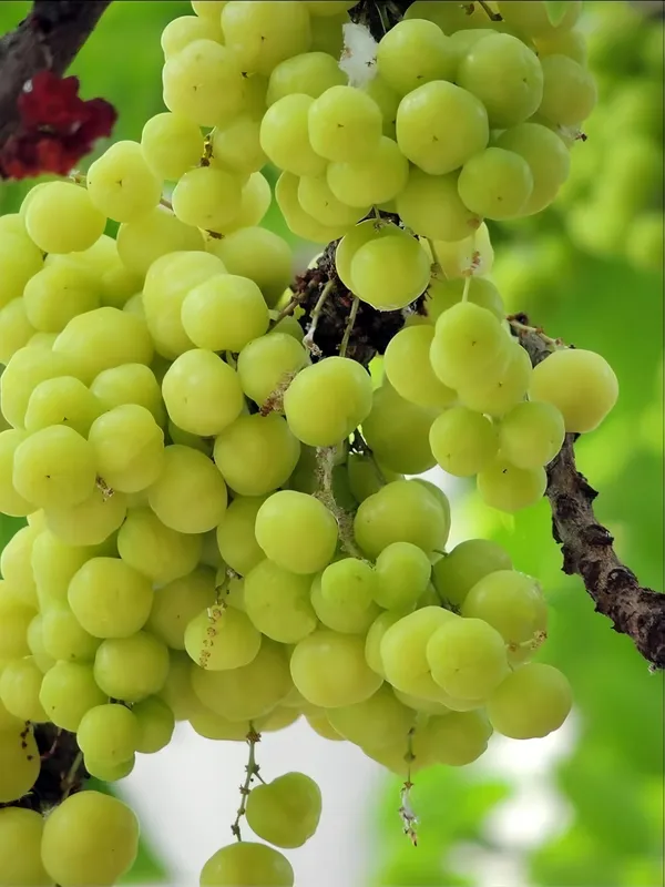 Star_Gooseberry_Plant_|_Grafted_And_Hybrid_Plants